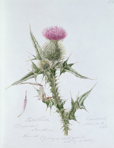 Cardo scozzese, dipinto a Brantwood, 6 novembre 1866 da William James Linton